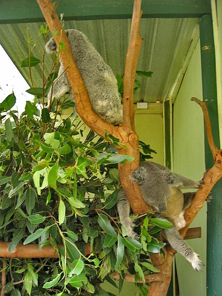 A 139 Blacktown - Koala.jpg